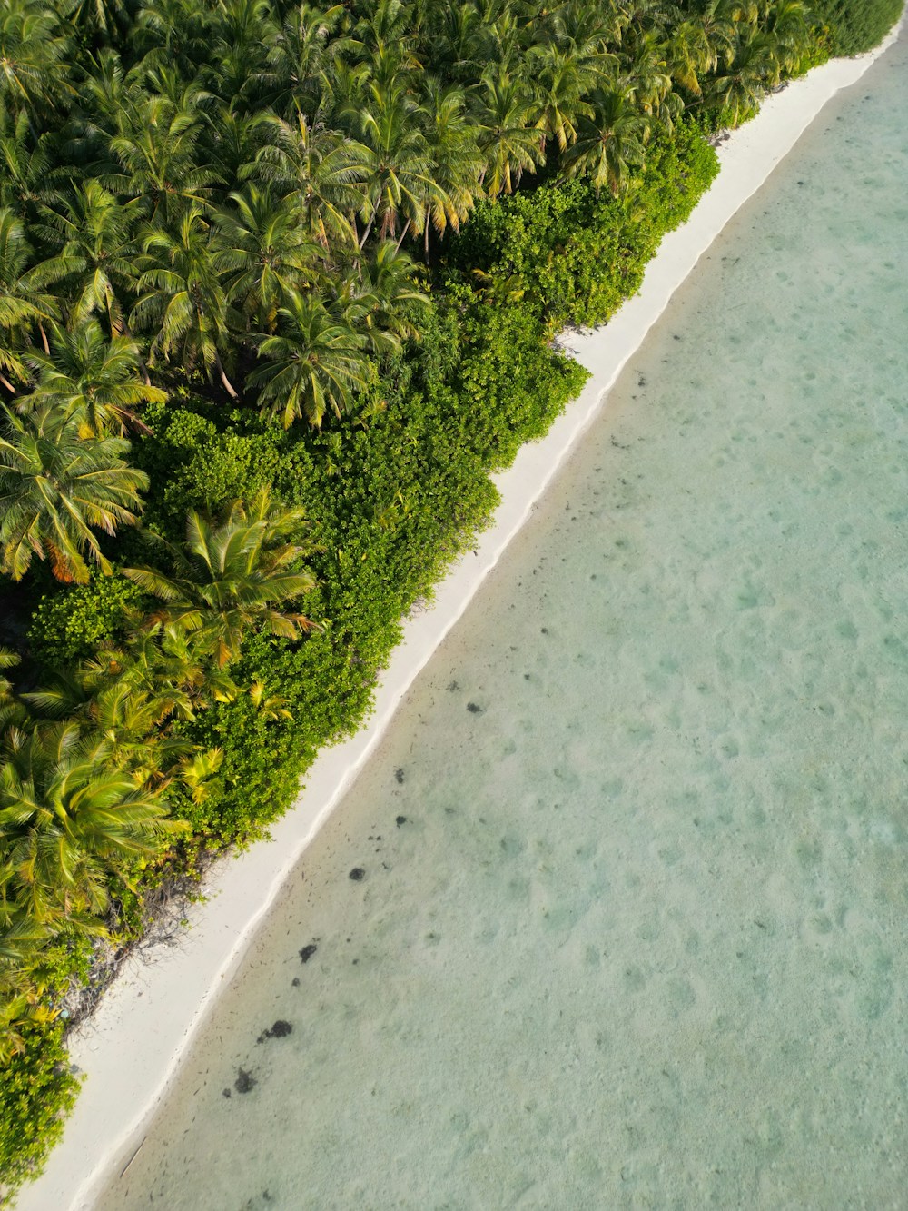 White-sand coastline fringed with palms at Dhanbidhoo, Maldives